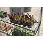 Miracle-Gro 56 in. Walk-In Greenhouse with Shelves